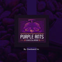 Purpleants Chocolatier 